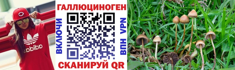 Галлюциногенные грибы Psilocybine cubensis blacksprut онион Великий Новгород